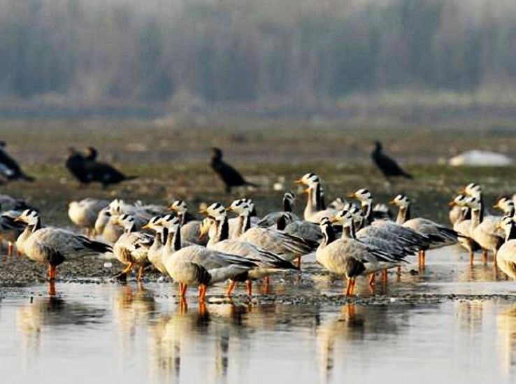 3. Kanjli Wetland